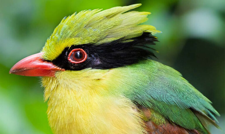 Birds - Los Angeles Zoo and Botanical Gardens (LA Zoo)