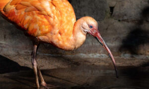Bird with pink feathers and a long pointed bill is standing in the water