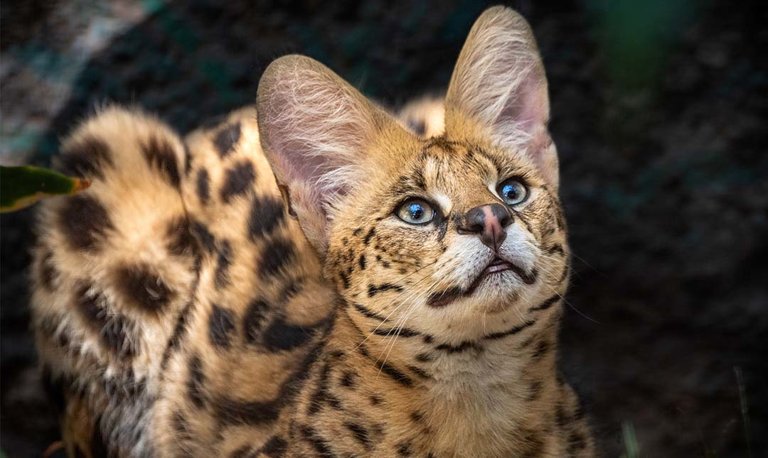 A slender feline with a spotted coat and large upright ears is laying on the ground
