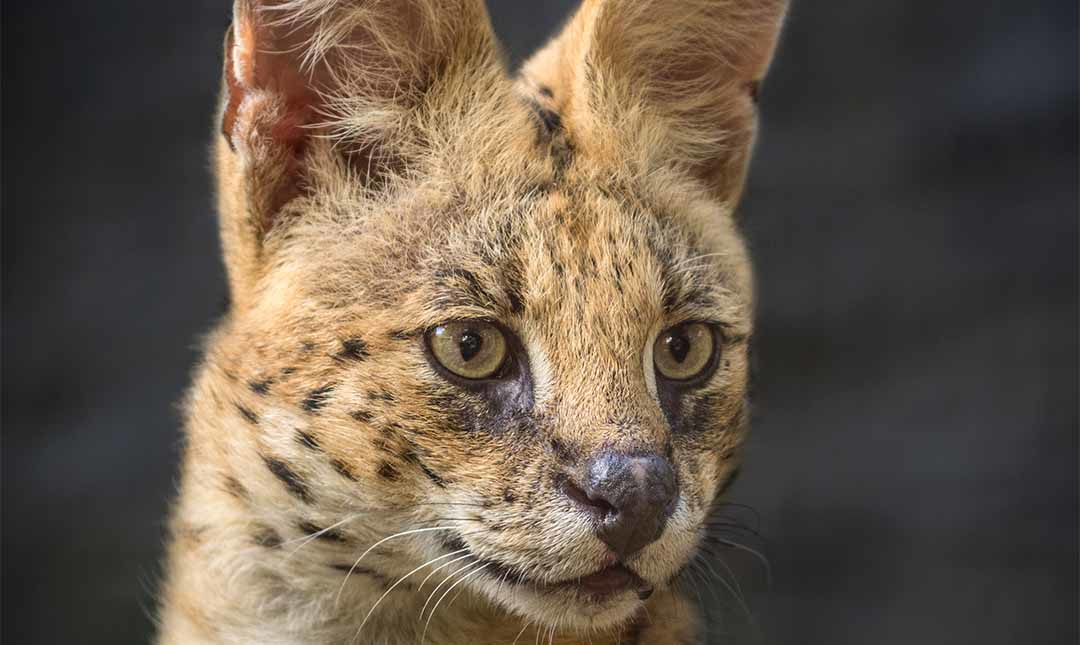 Close up on the face of a serval, a member of the wild cat family with a tan coat and dark spots