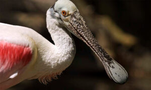 Spoonbill side view
