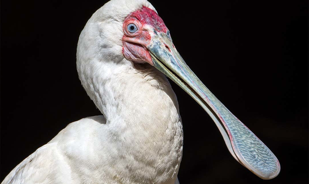 Spoonbill side view