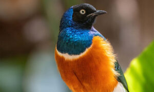 Small bird with an orange breast, black head, and shimmering blue head and neck feathers.