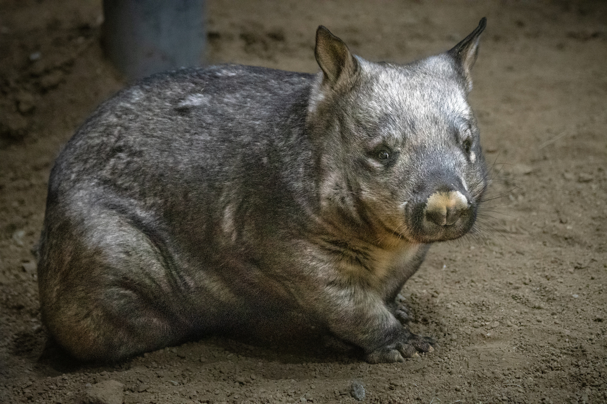 Side profile of a young wombat sitting on dirt ground