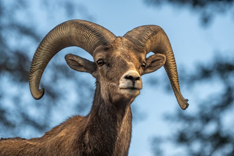 Zoo Update from Director and CEO Denise M. Verret - December 2022 Male big horn sheep