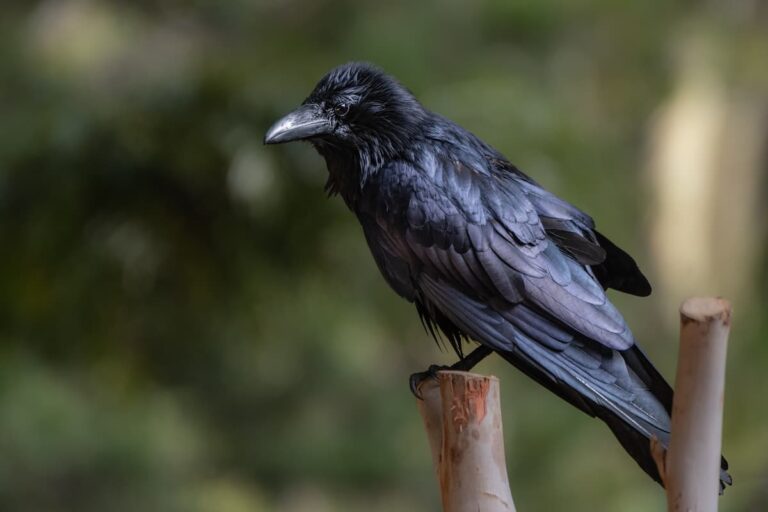 Zoo Joins Fight to Save North American Songbirds Raven