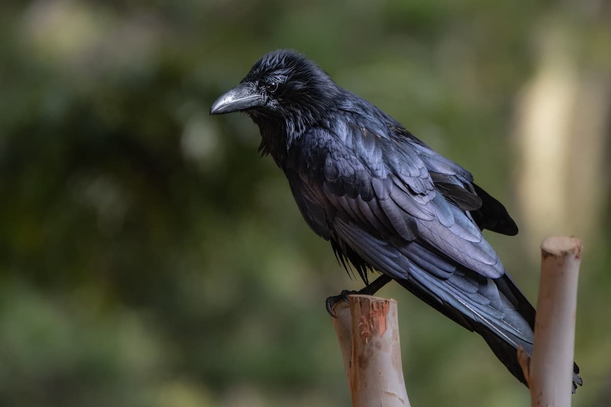 Raven