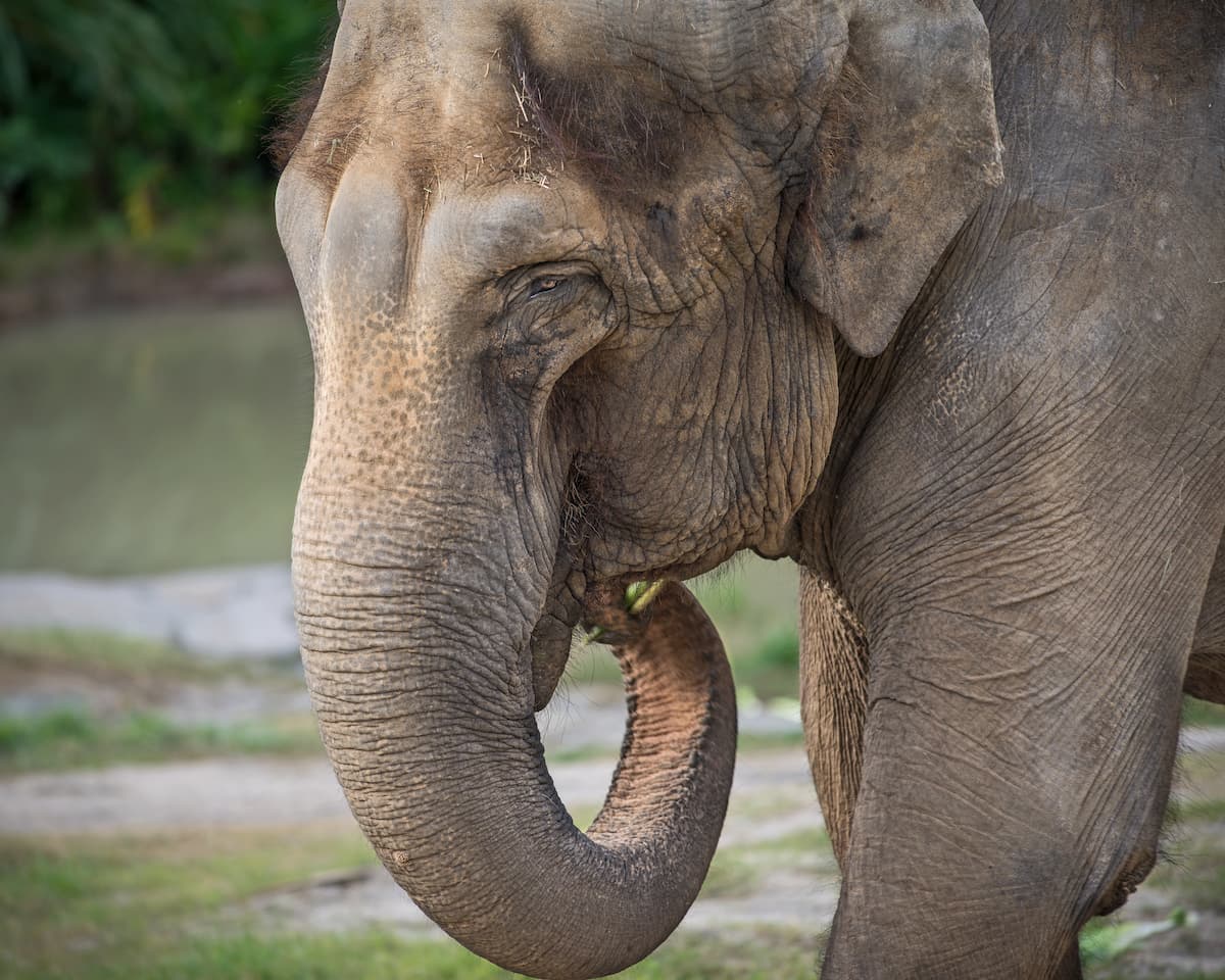 THE L.A. ZOO MOURNS THE LOSS OF JEWEL, THE OLDEST ASIAN ELEPHANT IN ITS