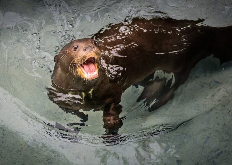 Zoo Update from GLAZA President Tom Jacobson - January 2023 A giant otter with its mouth open.