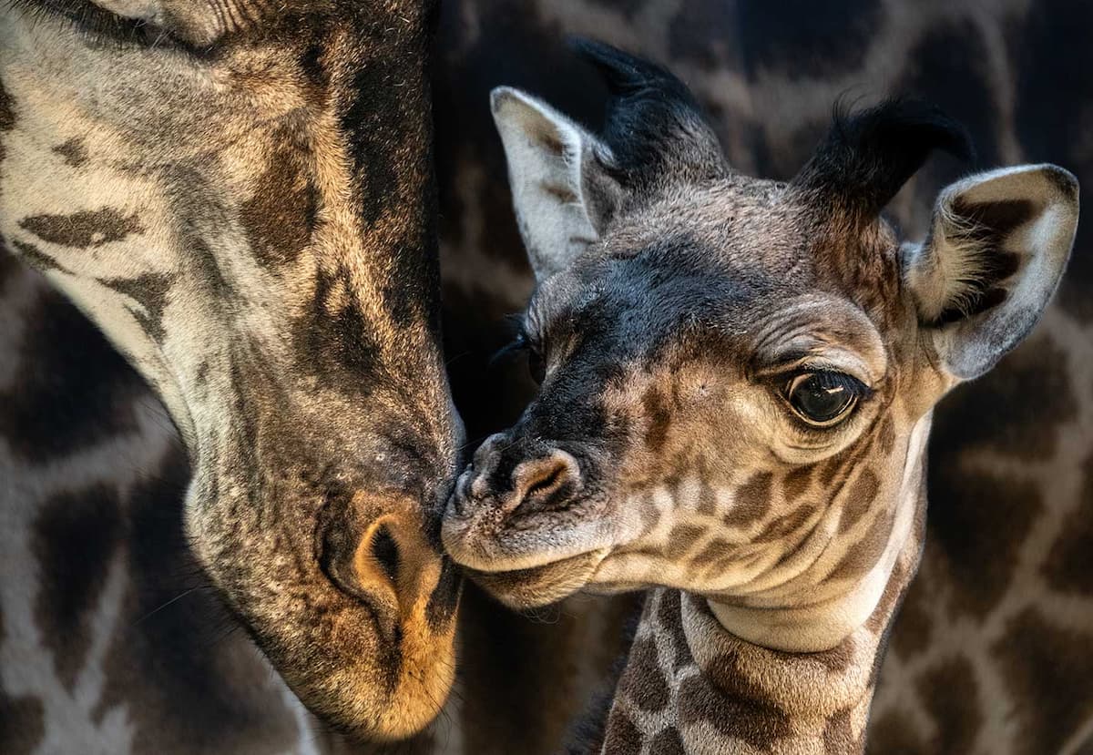 An infant giraffe nuzzles its mother's face