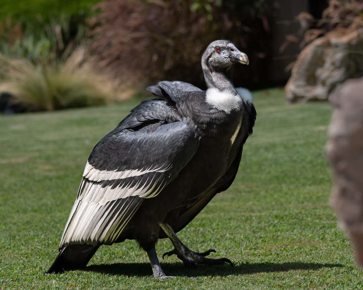 Our Andean condor posing in the bird show.