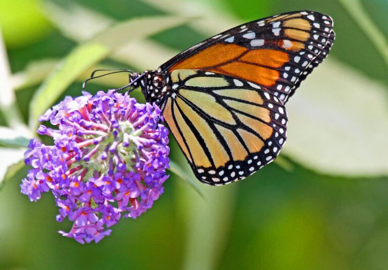 Behind the Scenes: New Pollinator Garden A monarch butterfly hovers near purple flowers