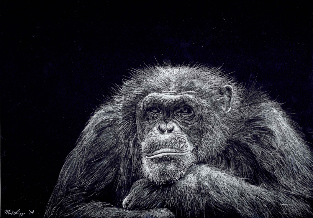 Close up of a chimps face resting on his hands looking back at the camera. black background.
