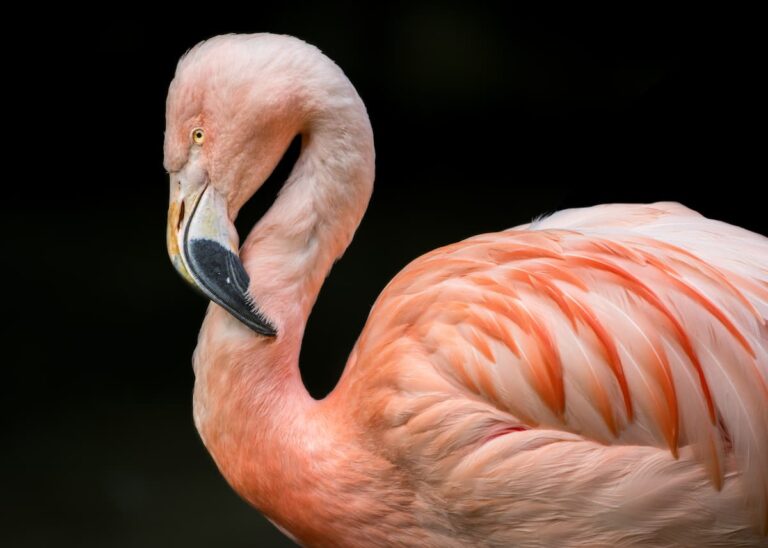 Zoo Update from Director and CEO Denise M. Verret - February 2023 A single flamingo curls its long neck