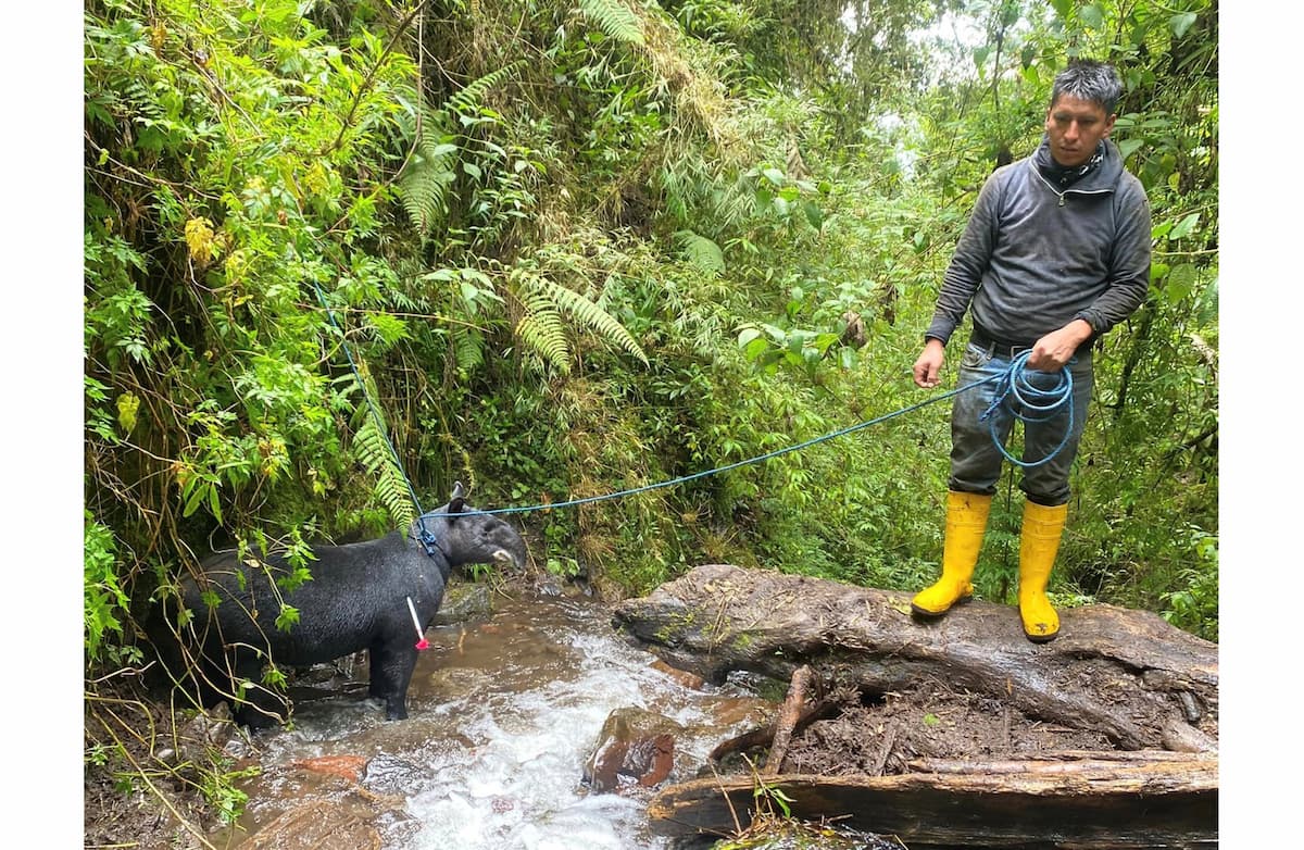 A man captures a mountain tapir in a small stream, surrounded by lush plants