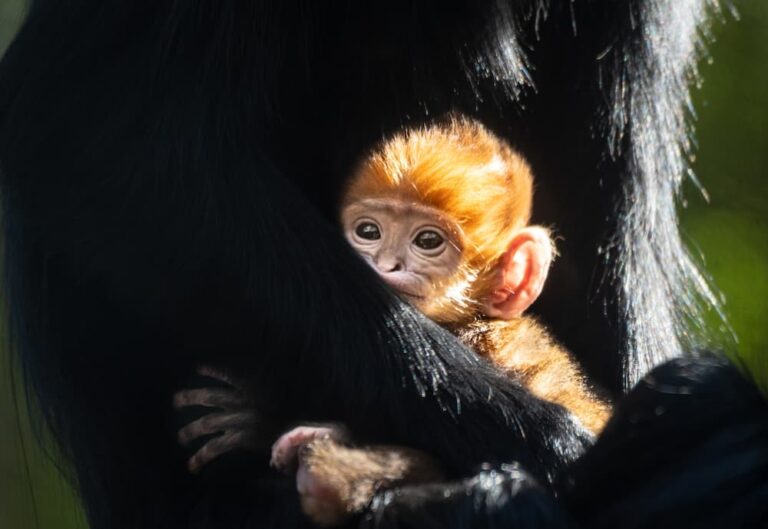 Zoo Update from GLAZA President Tom Jacobson – March 2023 An orange infant monkey with large ears surveys his surroundings.