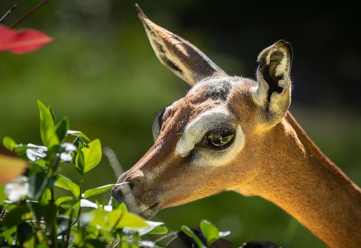 Close up of a gerenuk nibbling on leaves