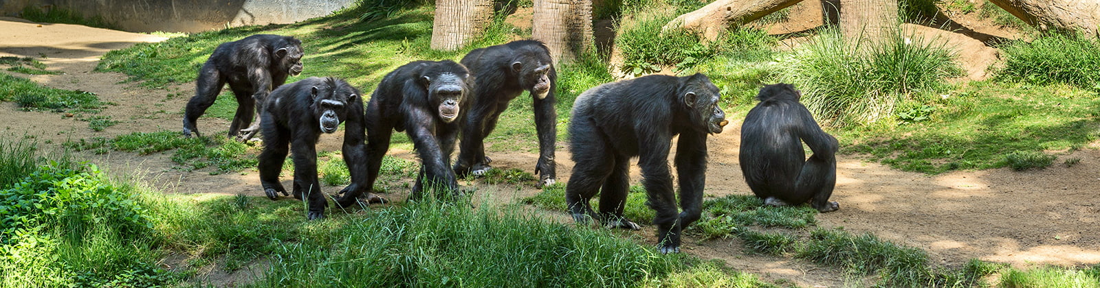 Chimpanzees walking