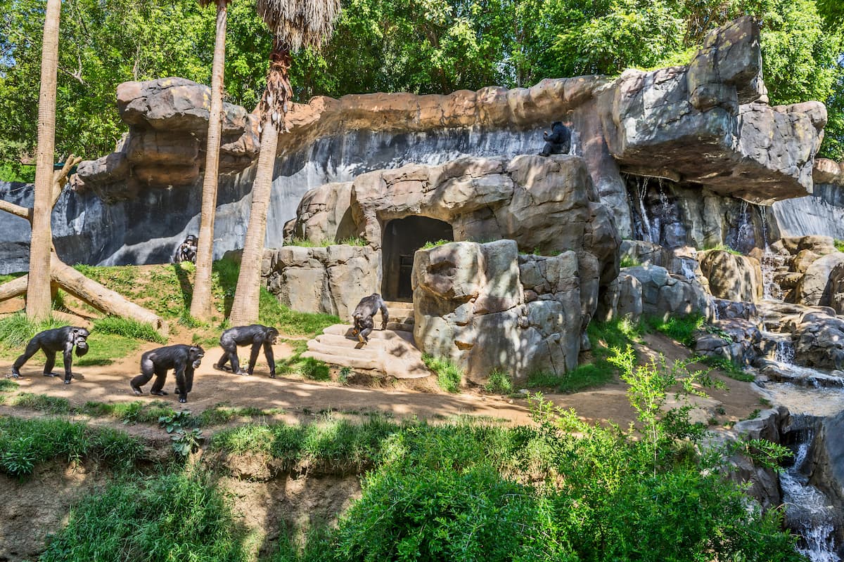 Chimps walk in single file through a large habitat