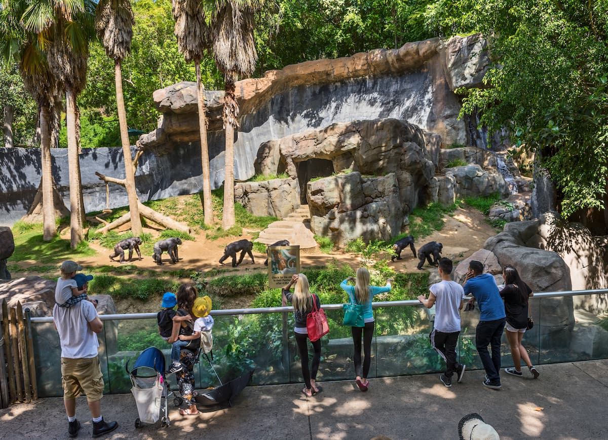Zoo visitors observe chimpanzees in their habitat