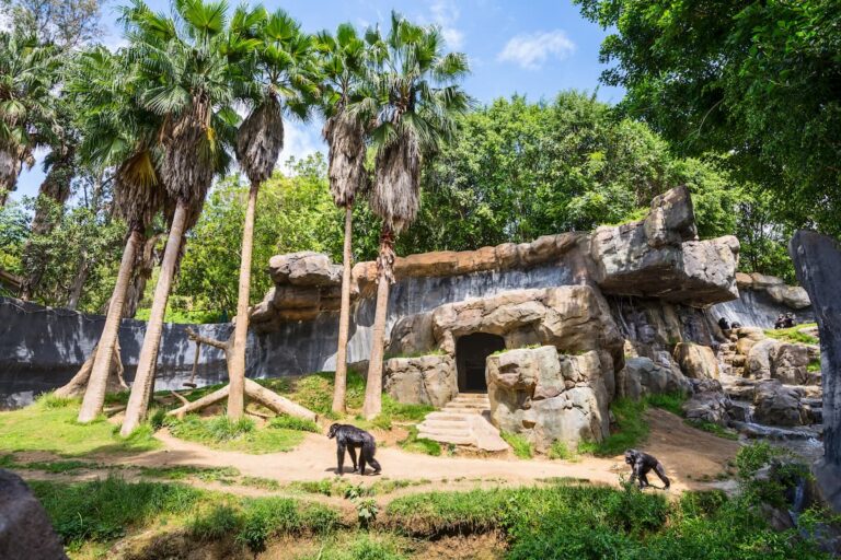 Chimpanzees of Mahale Mountains View of the Chimpanzees of Mahale Mountains exhibit