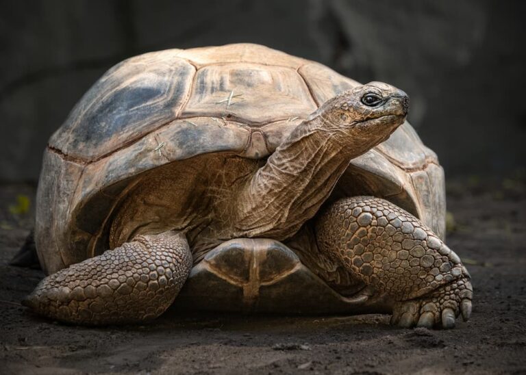 Reptiles - Los Angeles Zoo and Botanical Gardens