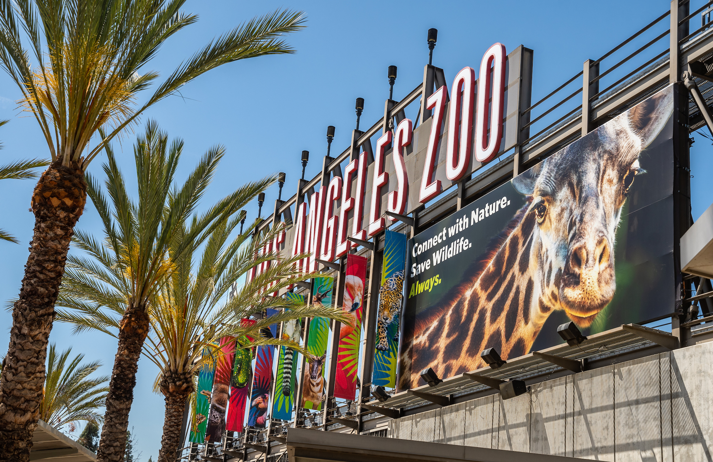 The front entry sign for the Los Angeles Zoo, featuring a giraffe billboard in the right foreground.