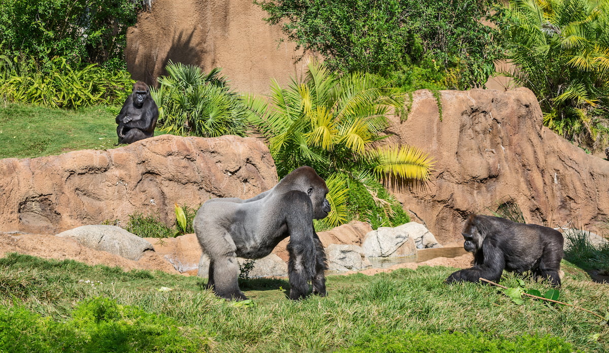 A silverback gorilla stands in the foreground on a grassy hillside with other gorillas in the background