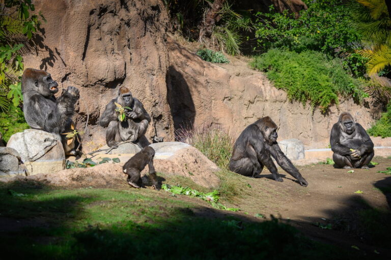 Campo Gorilla Reserve Gorillas sitting at the Campo Gorilla Reserve exhibit