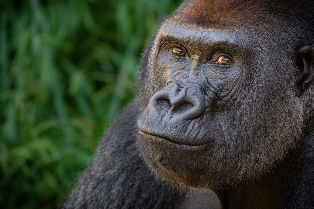 Pillow of Lowland gorilla adult male silverback in zoo, USA