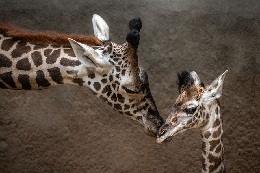 Giraffes as the L.A. Zoo