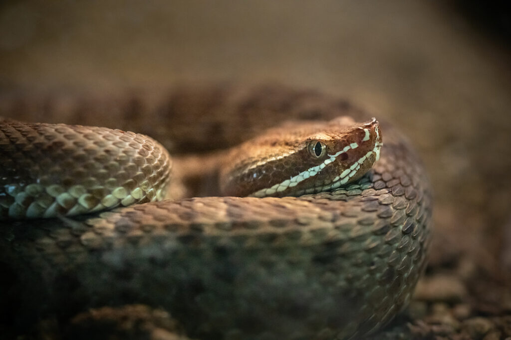 A close up of a Ridgenose Rattlesnake. With it's head resting on one of his coils. The snake is different shades of brown with the iconic white stripes below it's eyes and on it's lips. the background is blurred with earthy tones.