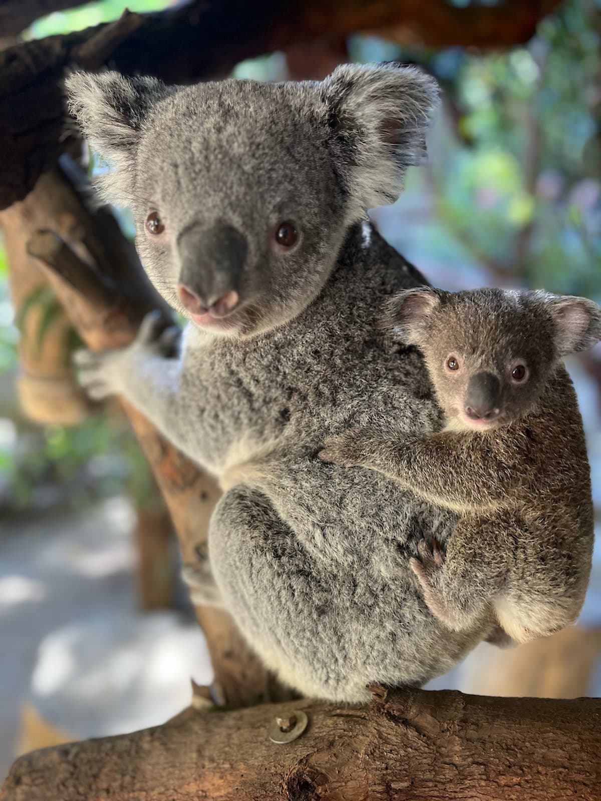 Female koala Maya with male koala joey