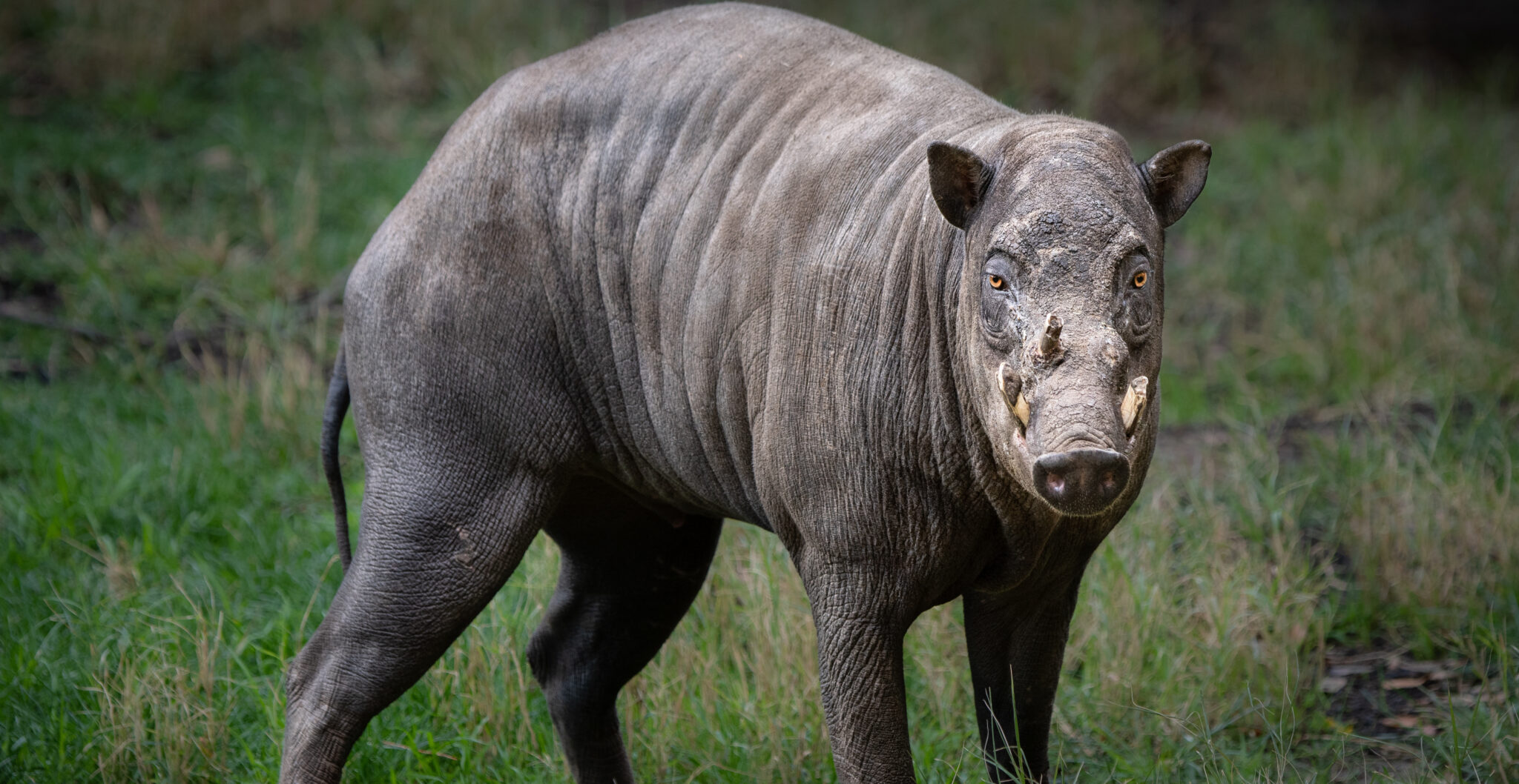 Babirusa - Los Angeles Zoo And Botanical Gardens