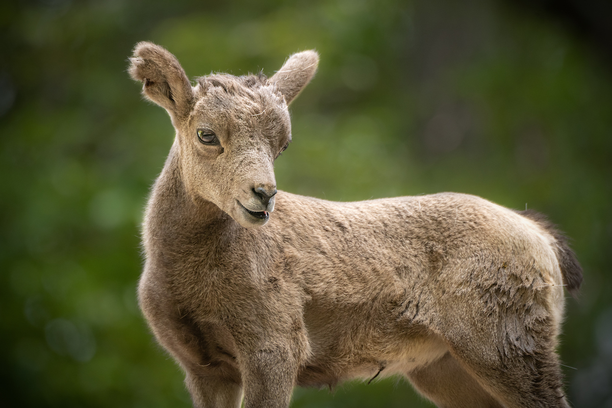 An infant bighorn sheep with beige fur and no horns