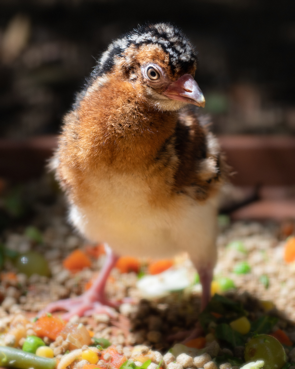 Blue Billed Curassow Chick.