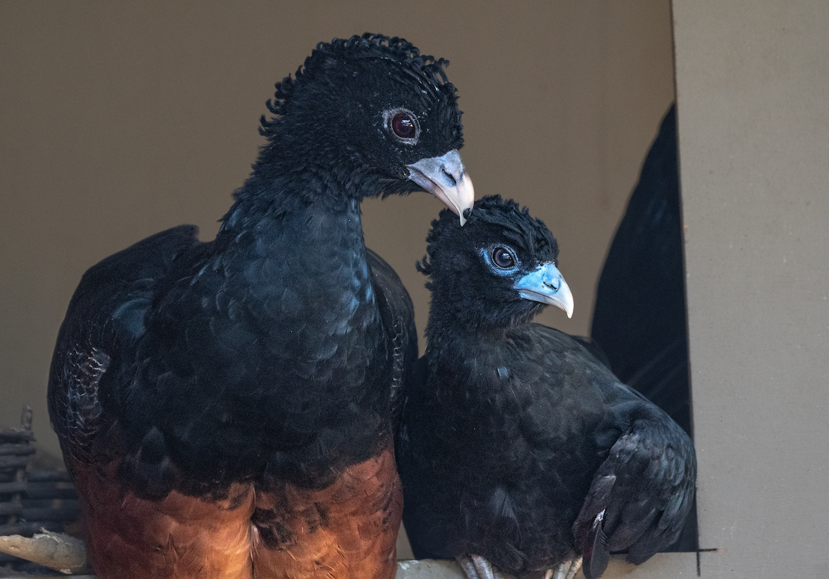 Blue Billed Curassow Chick with Mother.