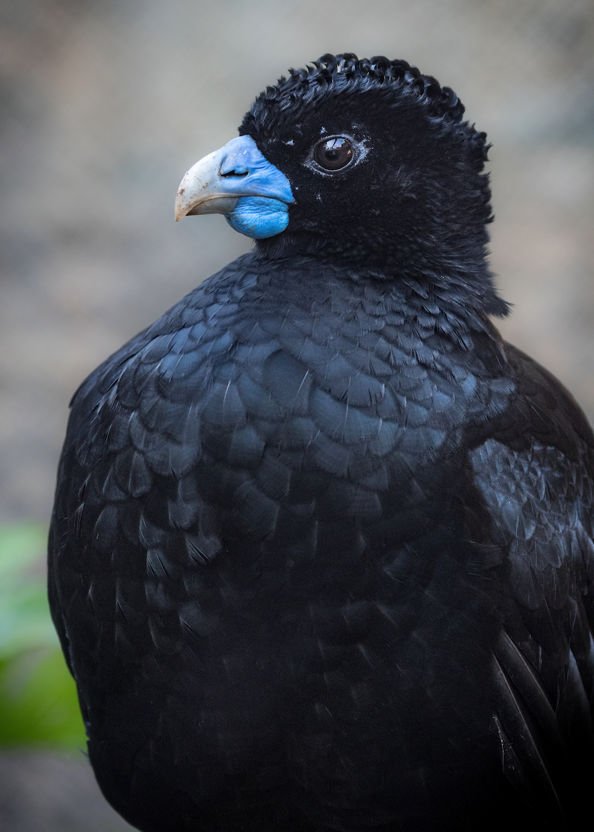Close up of an adult Blue Billed Curassow.