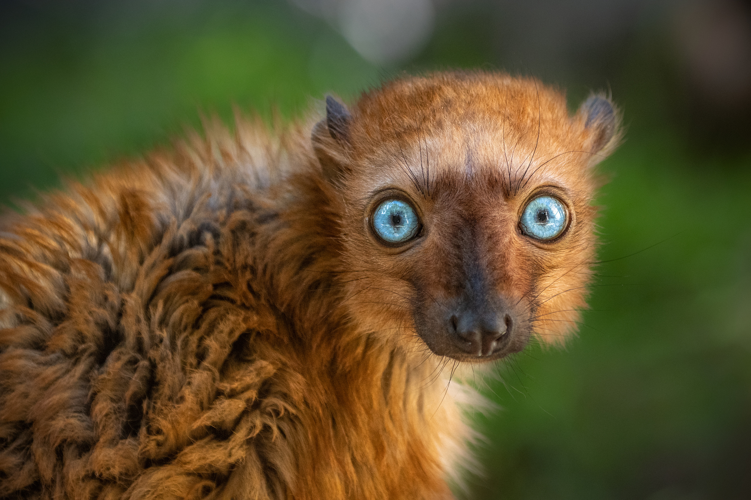 Black Lemur - The Other Blue-Eyed Primate 