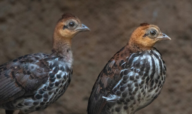 Birds - Los Angeles Zoo and Botanical Gardens