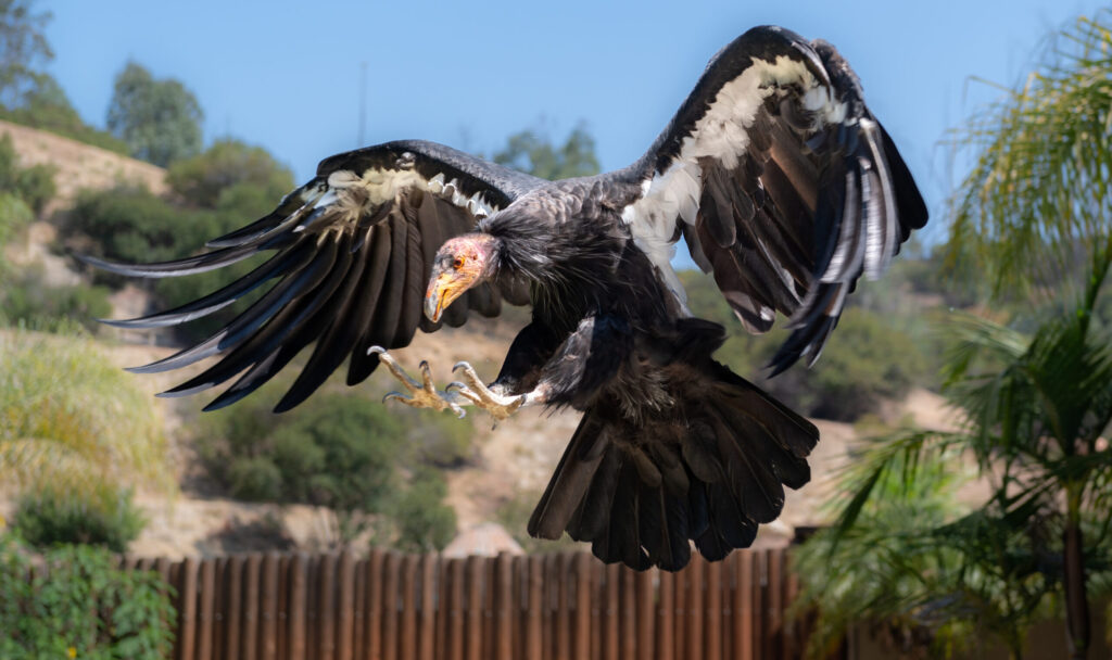 A large black bird with white markings and large talons prepares to land.