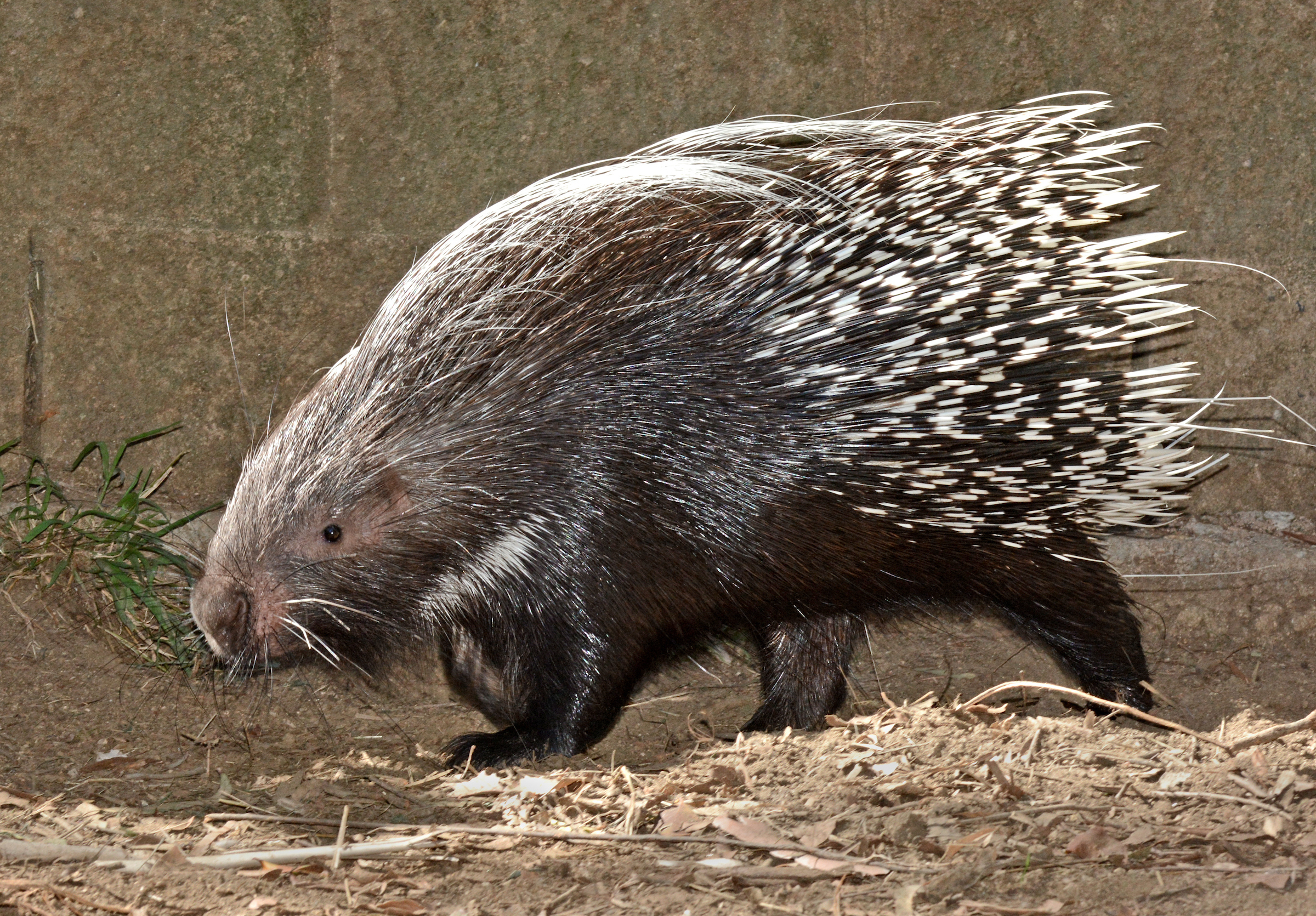Cape Porcupine at the L.A. Zoo