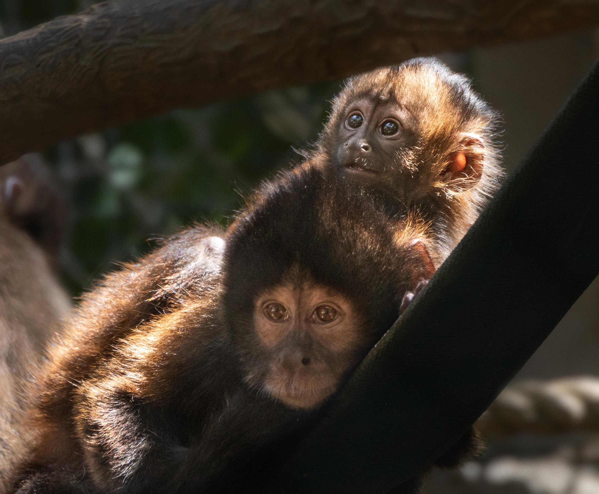 a brown monkey rests with a baby on its back