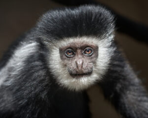 Young monkey with a black body and white fringe around its face.