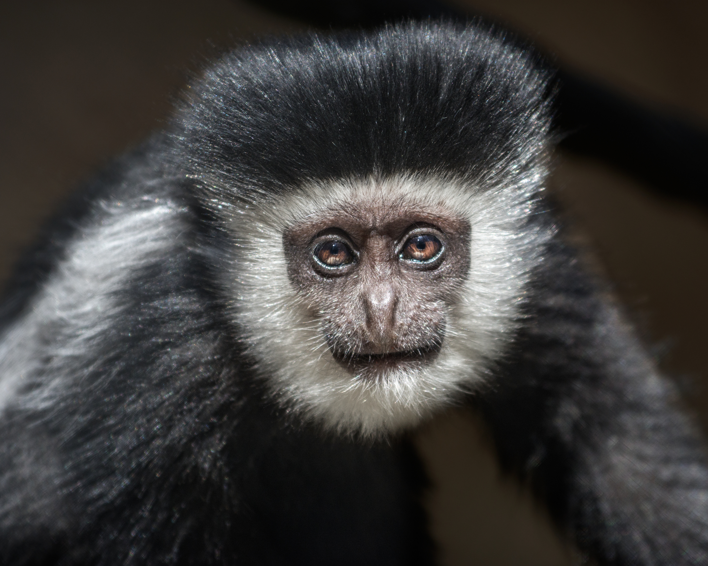 Colobus Monkey  African Wildlife Foundation