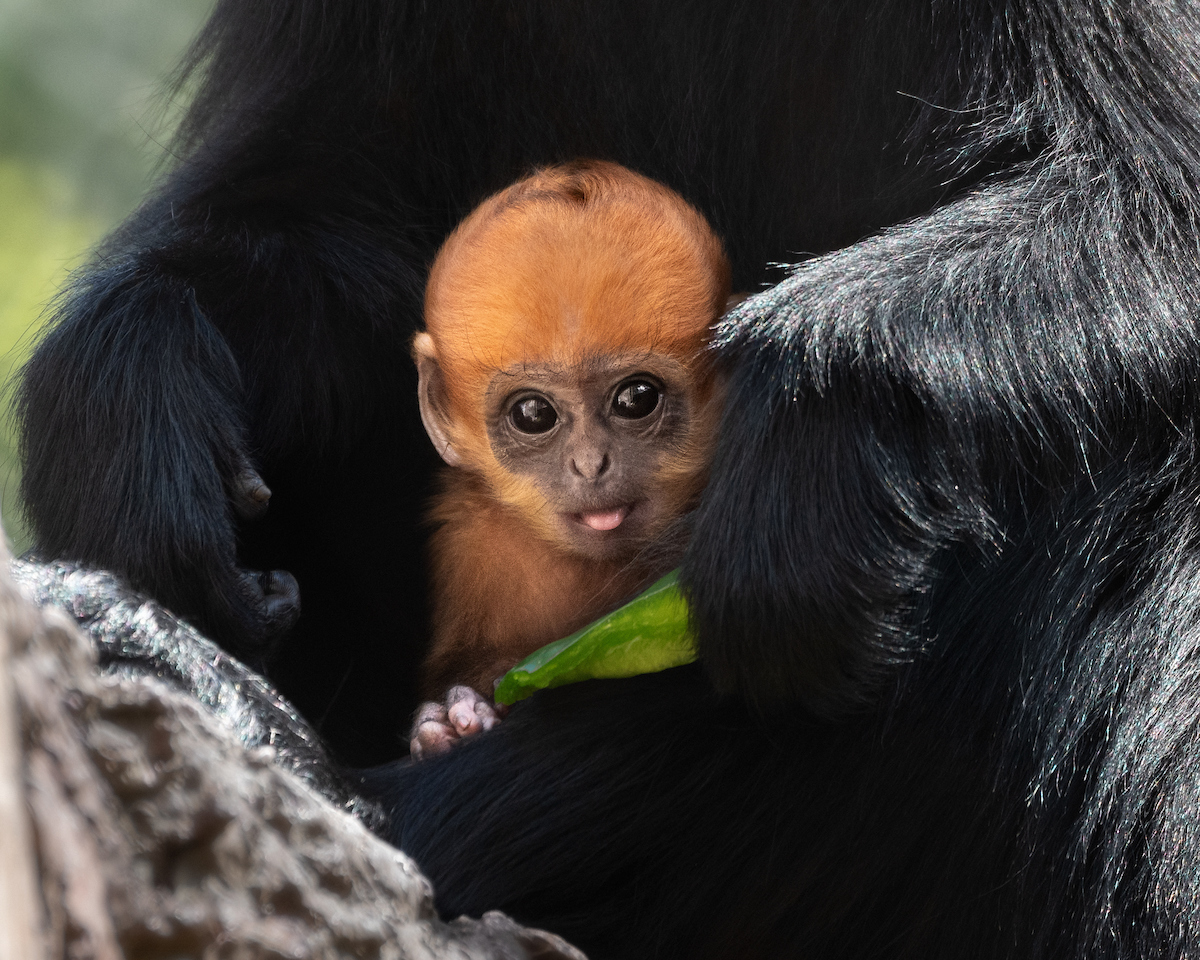 François’ Langur - Los Angeles Zoo and Botanical Gardens