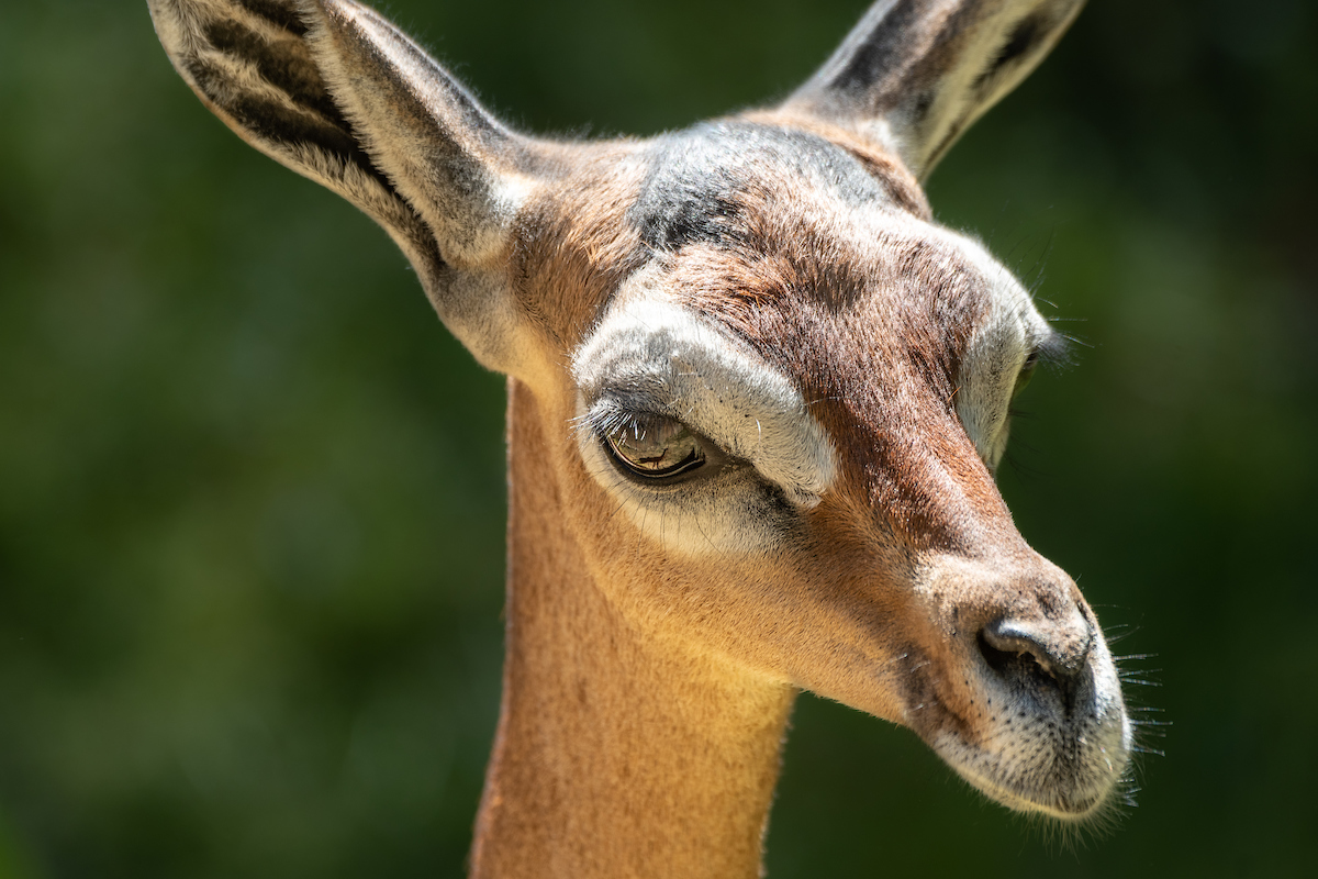 Close up on the face of a gerenuk, a long-necked type of antelope
