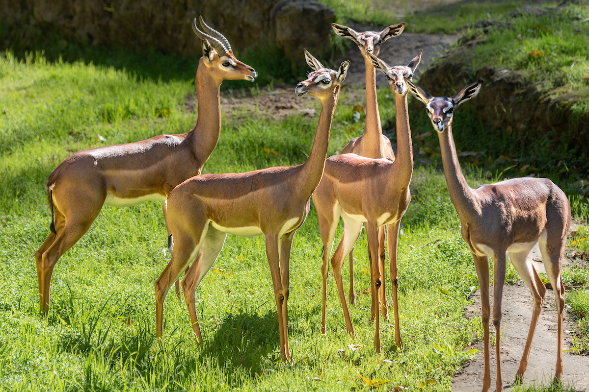 Southern Gerenuk Los Angeles Zoo and Botanical Gardens