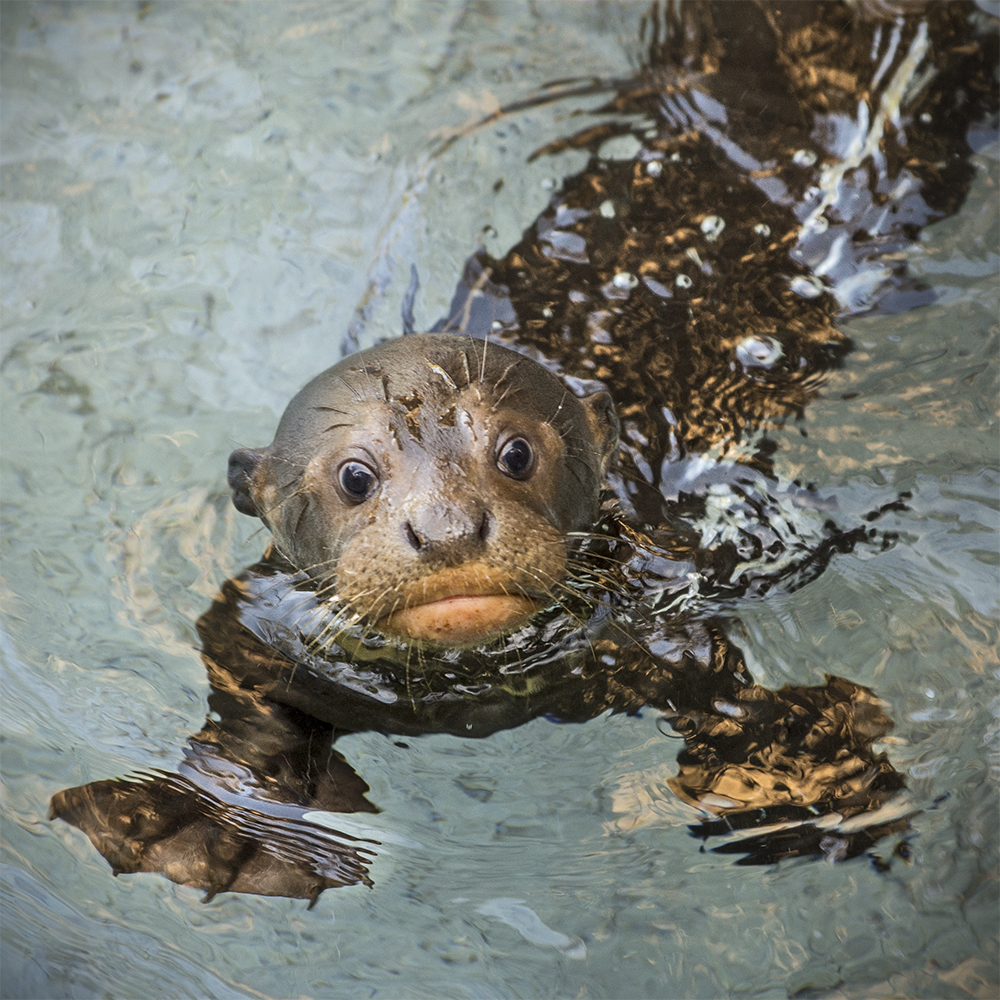View from above of a baby otter in the water with its head above the surface