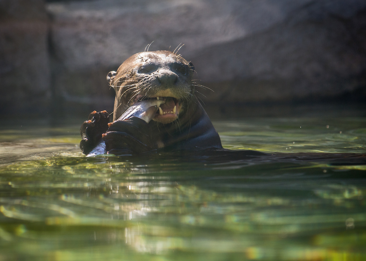 An otter with its head above water is eating a fish